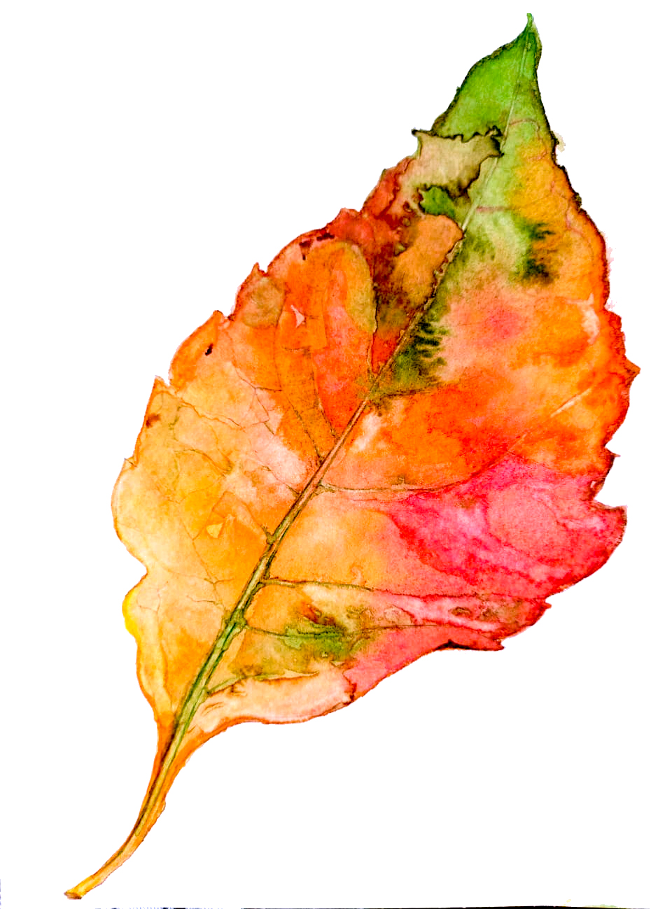 drawing of a leaf